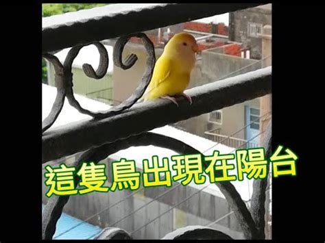 家中 飛 來 鳥|【家裡飛來鳥】家裡飛來吉祥鳥？鳥類進家預示什麼吉凶福禍？